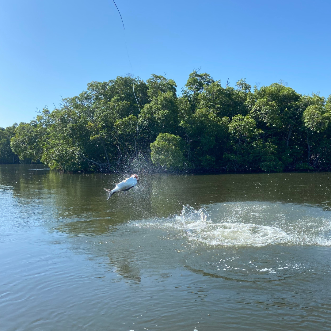 Everglades National Park Tarpon