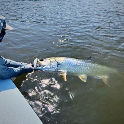 Everglades National Park Tarpon